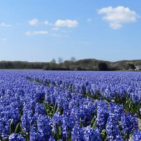 Апартаменты Casa Brisa Marina *